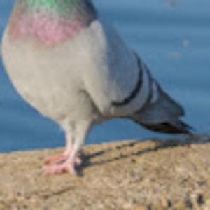 Meet your Posher, Vitória